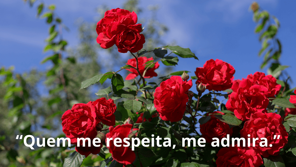 Frases para Aumentar Autoestima - Frases de Autoestima para Mulheres Acima dos 30, imagem de rosas vermelhas, representando o autocuidado.