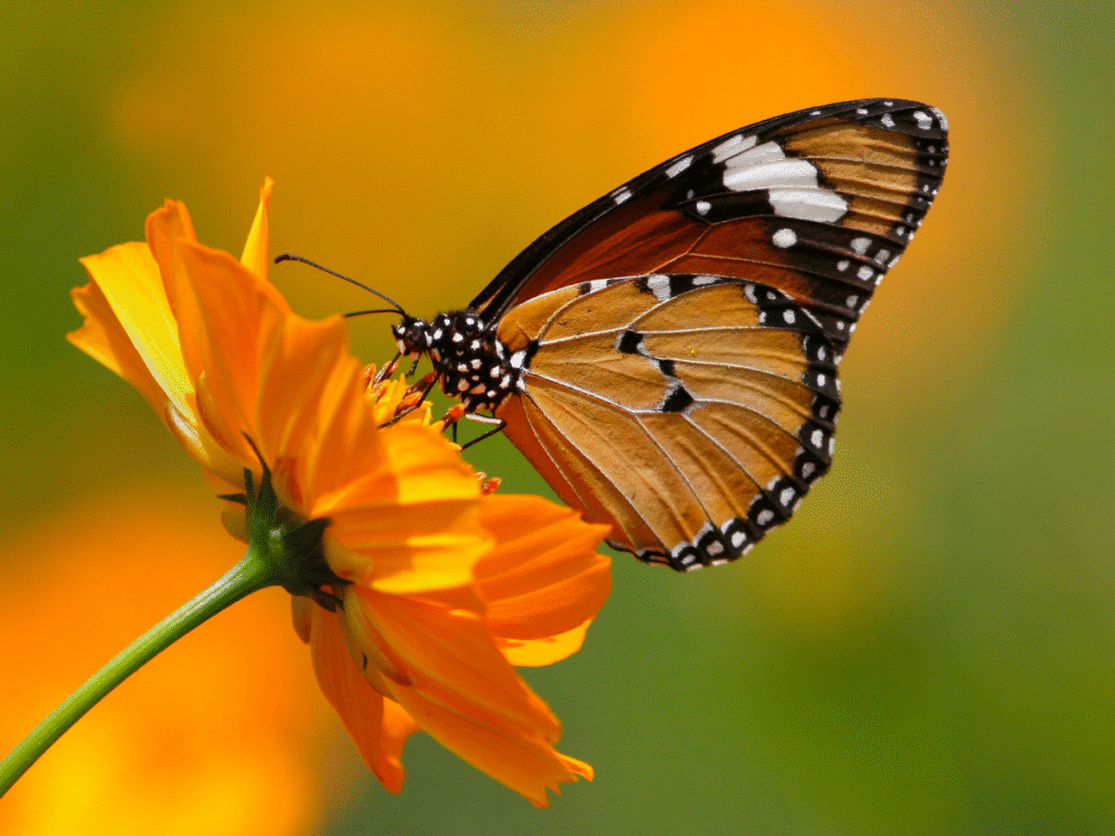 O Que Quer Dizer a Expressão Glow Up O Que Quer Dizer a Expressão Glow Up - imagem de uma boboleta em uma flor para simbolizar a transformação
