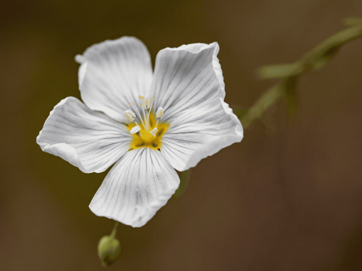 O Que Quer Dizer a Expressão Glow Up - imagem de destaque - imagem de uma flor - finalizando o glow up de dentro para fora para, florecendo de dentro para fora